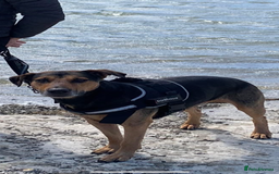 Mixed Breed dogs for sale: Male mixed breed dog for re homing  - Image 1