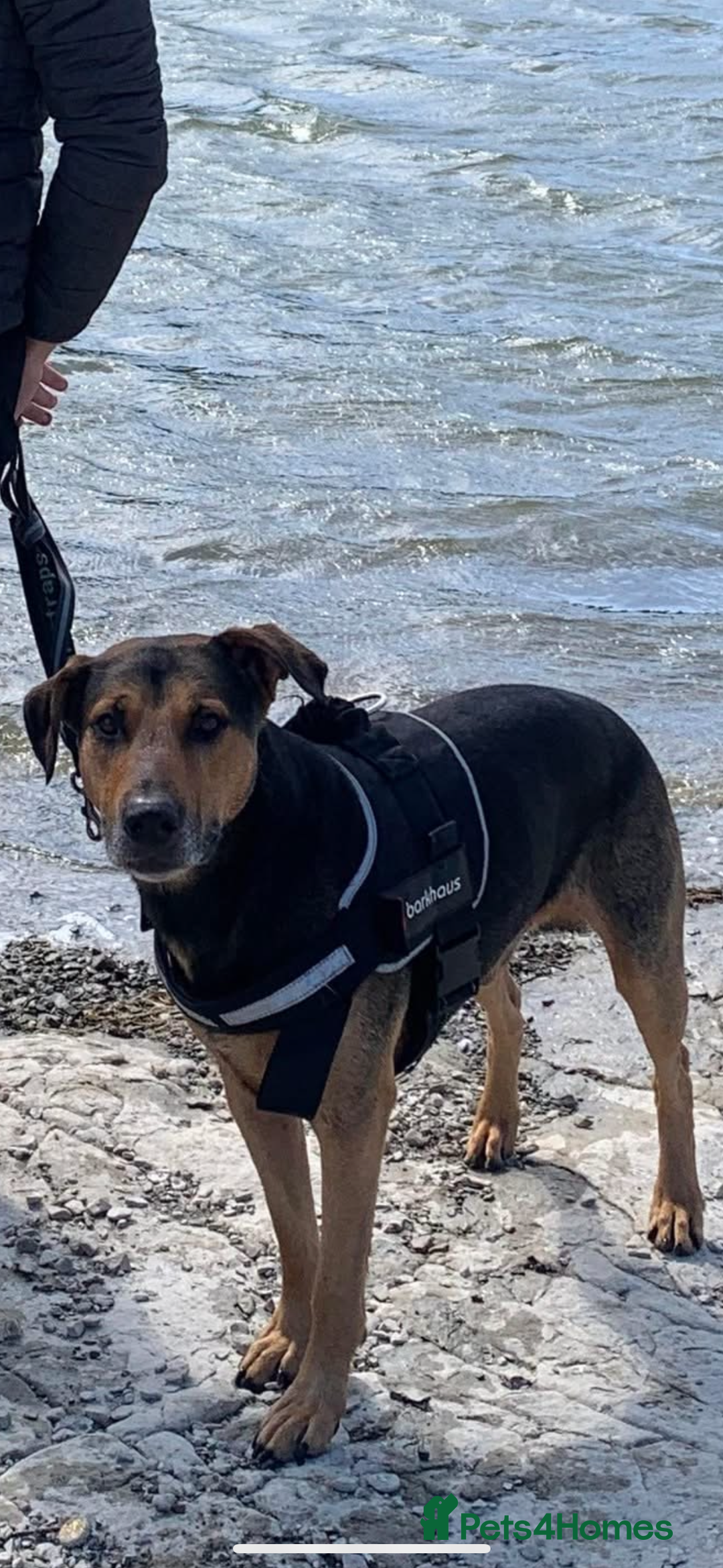 Mixed Breed dogs for sale: Male mixed breed dog for re homing  - Image 1