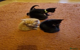 Mixed Breed cats for sale: 3 beautiful male kittens for sale  - Image 6