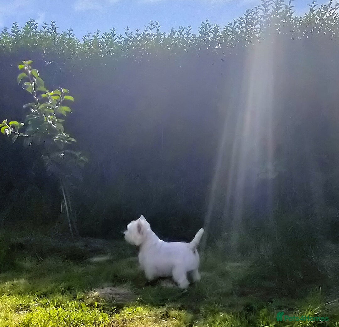 West Highland Terrier dogs for stud: * stud only* KC Stunning west highland terrier in Swansea - Advert 11