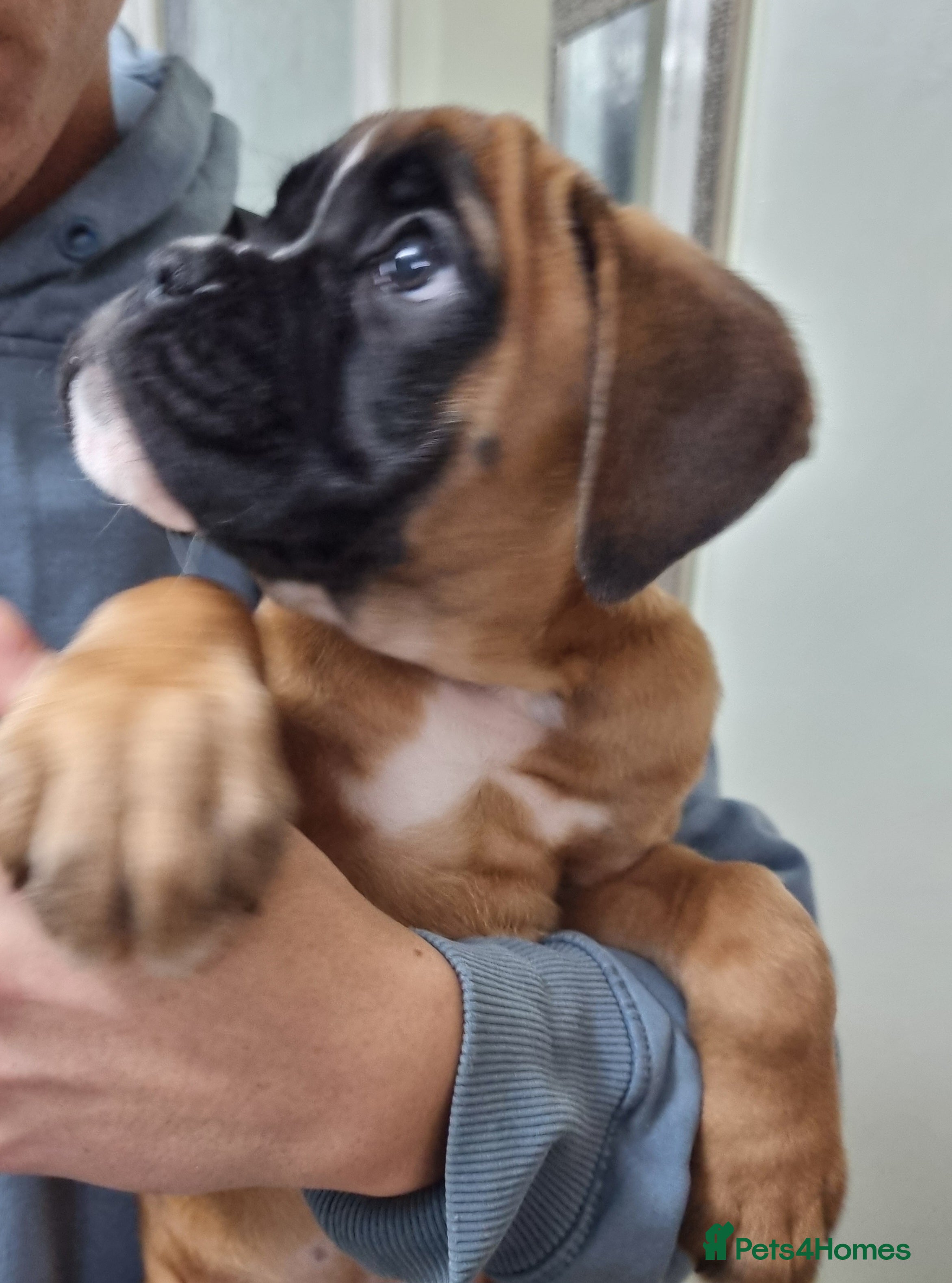 Boxer dogs Last remaining black masked boy! - Advert 3