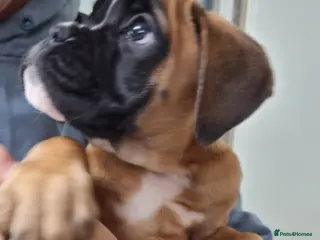 Boxer dogs Last remaining black masked boy! - Advert 3