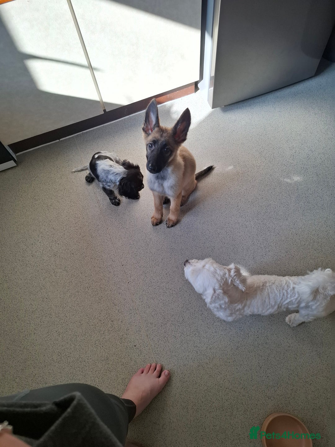 German Shepherd dogs for sale: 18week german shepard girl - Image 5