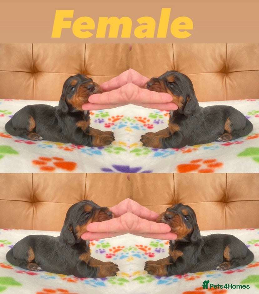 Cocker Spaniel dogs Cocker spaniel pups - Advert 18