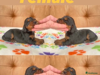 Cocker Spaniel dogs Cocker spaniel pups - Advert 18