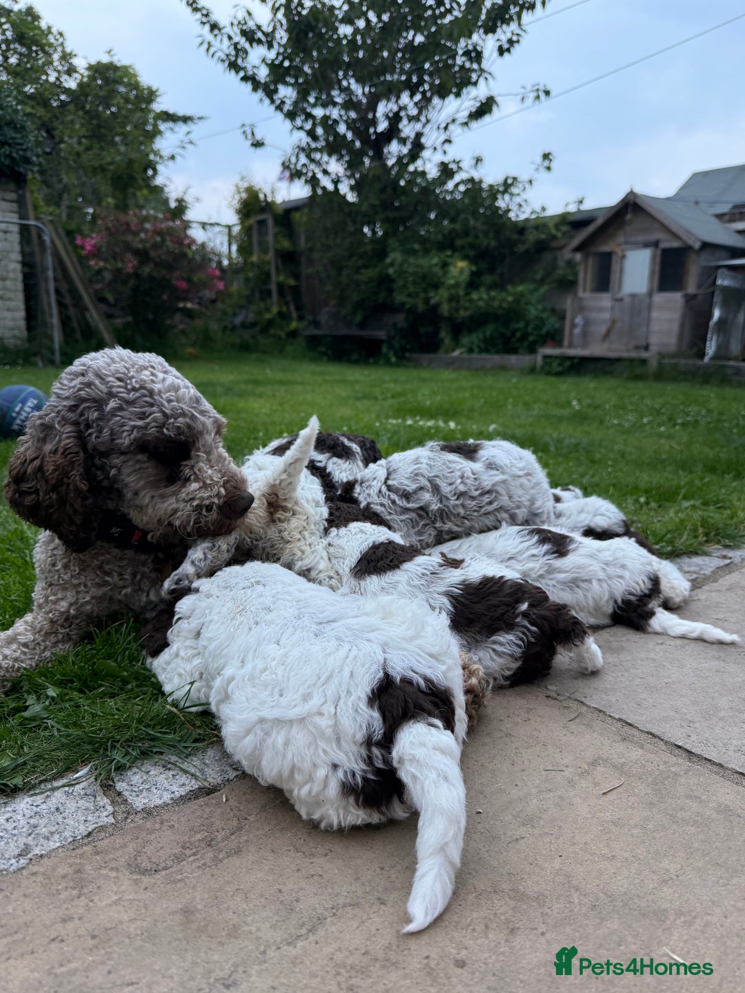 Lagotto Romagnolo dogs for sale: READY TO LEAVE, LAST ONE Puppies Italian Water dog in Preston - Image 14