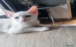 Bengal cats for sale: Male kitten pure white for sale - Image 3