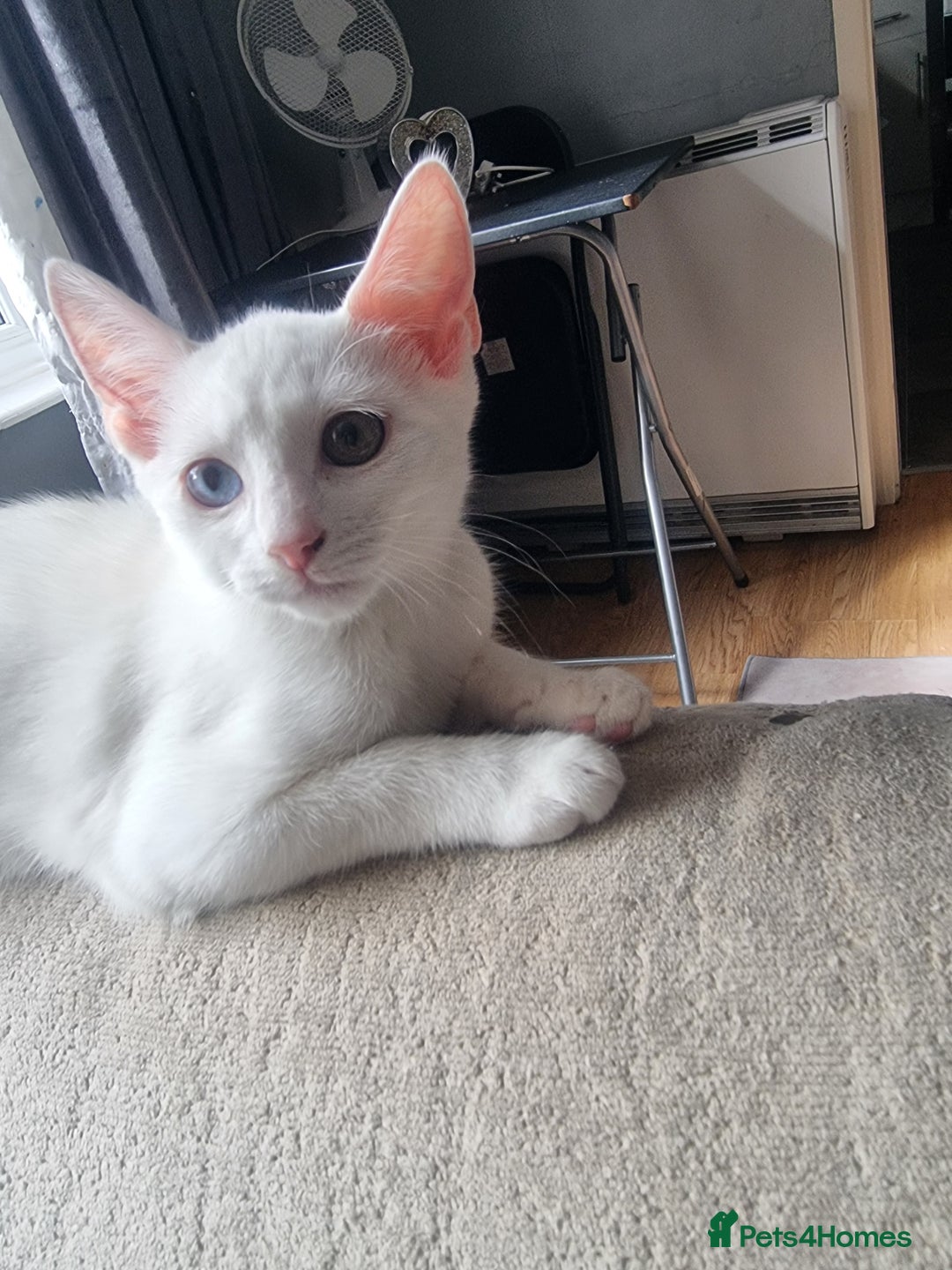 Bengal cats for sale: Male kitten pure white for sale - Image 3