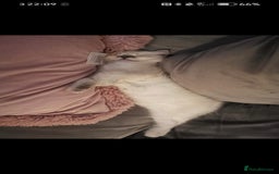 Ragdoll cats for sale: 2 year old ragdoll male - Image 5
