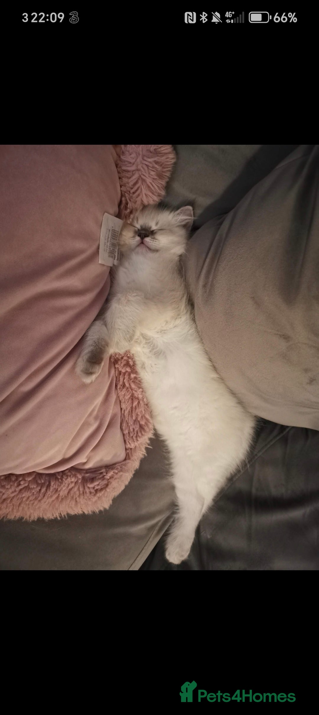 Ragdoll cats for sale: 2 year old ragdoll male - Image 5