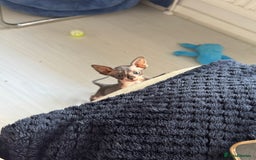 Sphynx cats for sale: 3 beautiful sphynx kittens  - Image 4