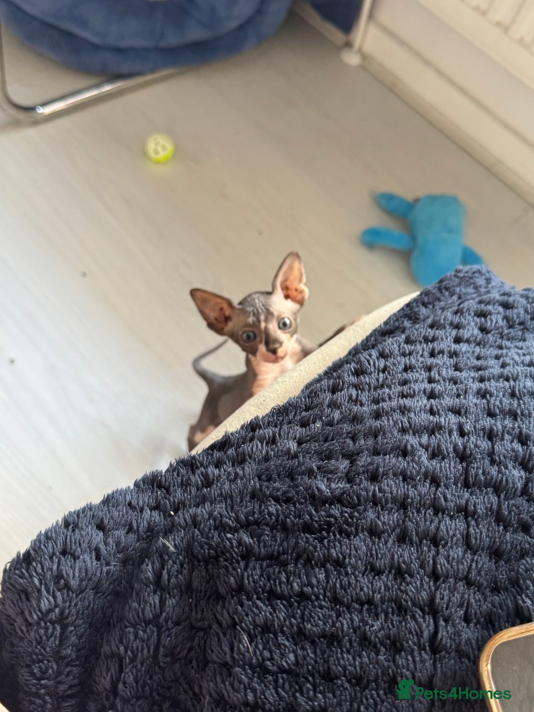 Sphynx cats for sale: 3 beautiful sphynx kittens  - Image 4