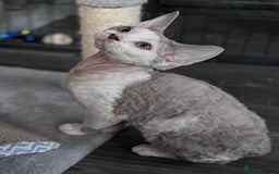 Devon Rex cats for sale: Pedigree Devons - Advert 4