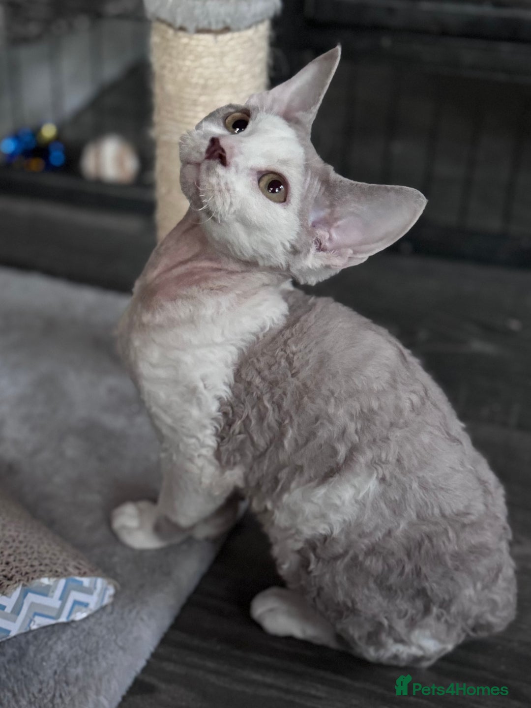 Devon Rex cats for sale: Pedigree Devons - Advert 4
