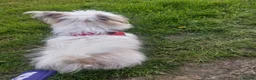 Chorkie dogs for sale: 2 gorgeous Chorkies looking for new homes  - Advert 6