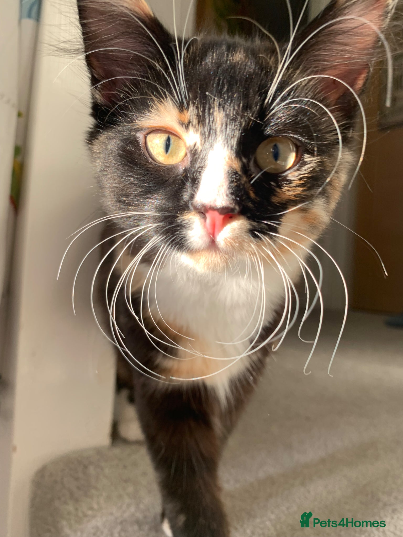 Mixed Breed cats Adorable Kittens Looking for Loving Homes  - Advert 4