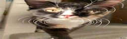Mixed Breed cats for sale: Adorable Kittens Looking for Loving Homes  in Forfar - Advert 1