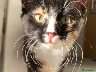 Mixed Breed cats Adorable Kittens Looking for Loving Homes - Advert 1