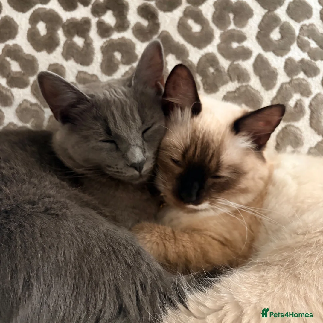 Mixed Breed cats for sale: Blue 🦋British short hair X Ragdoll 7M F - Advert 2