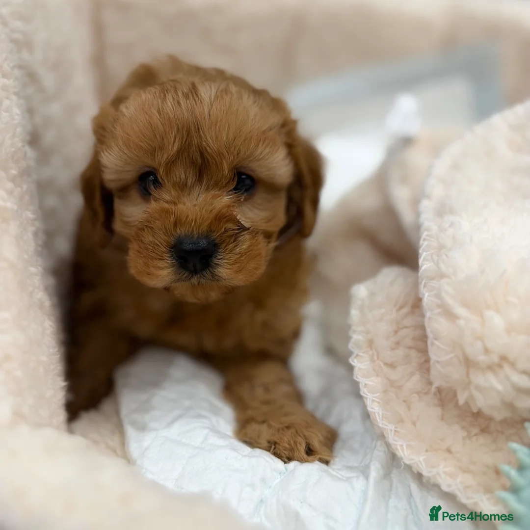 Cavapoo dogs for sale: Stunning male Cavapoo for sale in Birmingham - Advert 4