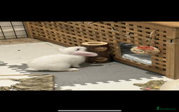 Dwarf Lop rabbits for sale: One Dwarf lop fluffy baby boy left - Image 7