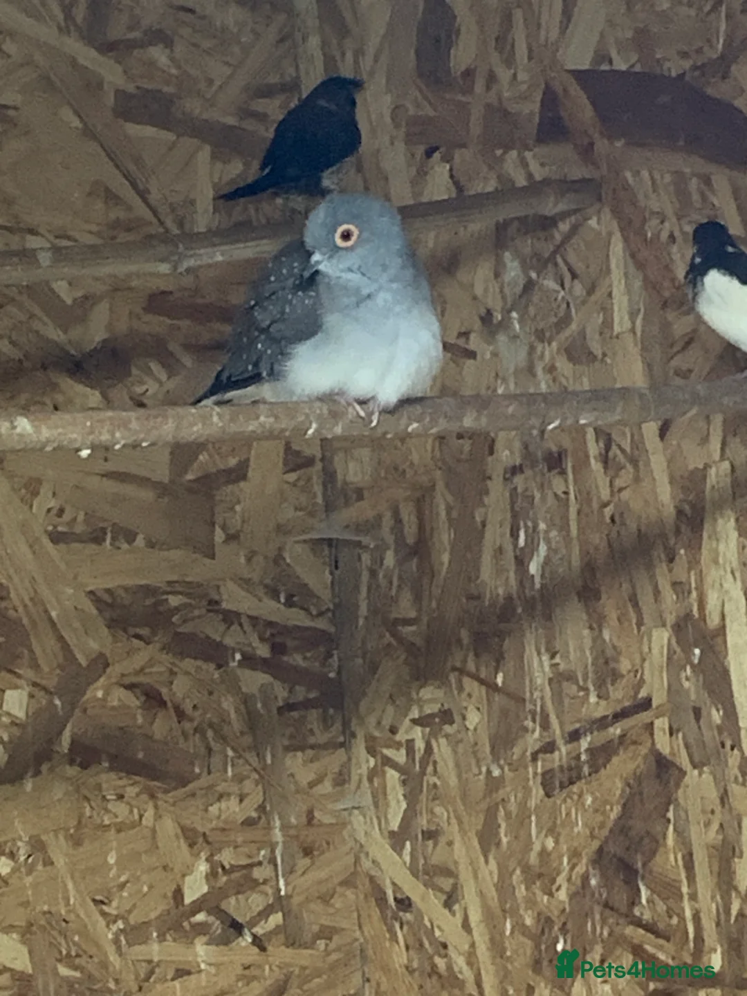 Finches birds for sale: Zebra finches male and female, male diamond dove - Advert 10