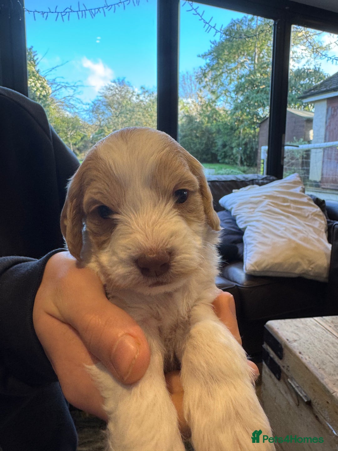 Mixed Breed dogs for sale: Sprockerpoo puppies for sale - Advert 26