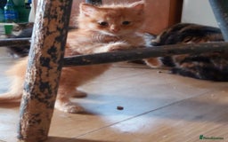 Mixed Breed cats for sale: Kittens - Image 4