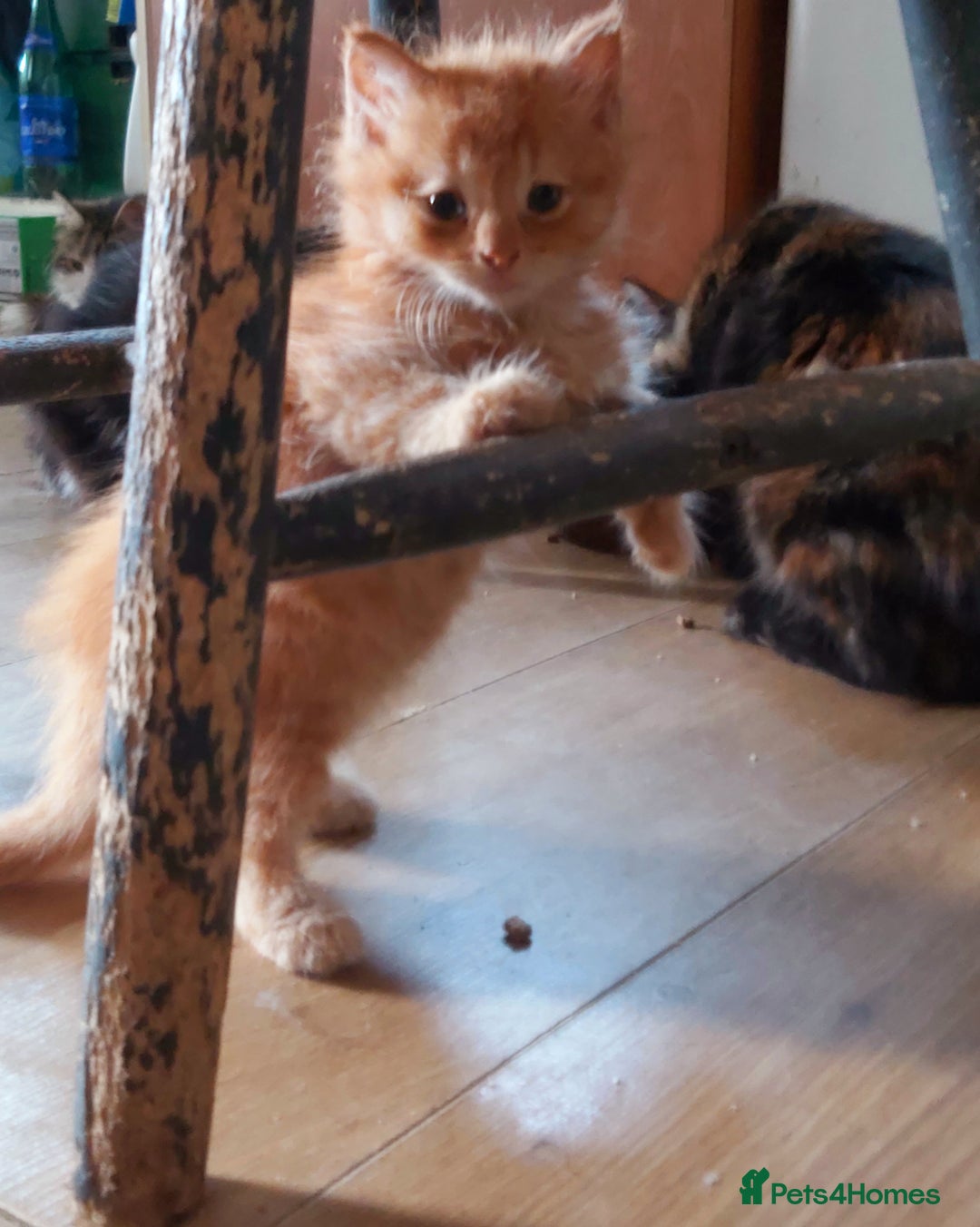 Mixed Breed cats for sale: Kittens - Image 4