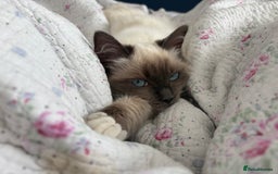 Ragdoll cats for sale: 5 beautiful Ragdoll kittens- 6 months old - Image 3