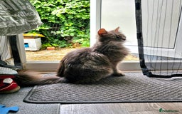 Norwegian Forest Cat cats for sale: Smoke Tortie Female, Possible Norwegian Forest - Advert 11