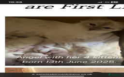 Birman cats for sale: BIRMAN KITTENS  - Image 6