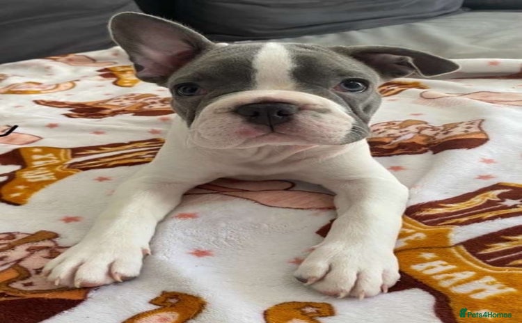 French Bulldog dogs - Advert 7