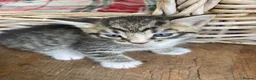 Mixed Breed cats for sale: Very pretty family friendly kittens.  - Advert 2