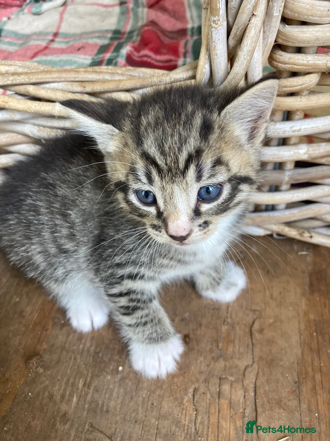Mixed Breed cats for sale: Very pretty family friendly kittens.  - Advert 2