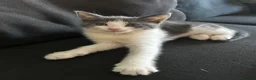 Mixed Breed cats for sale: Luna & Nana – Two Beautiful Female Kittens - Advert 2