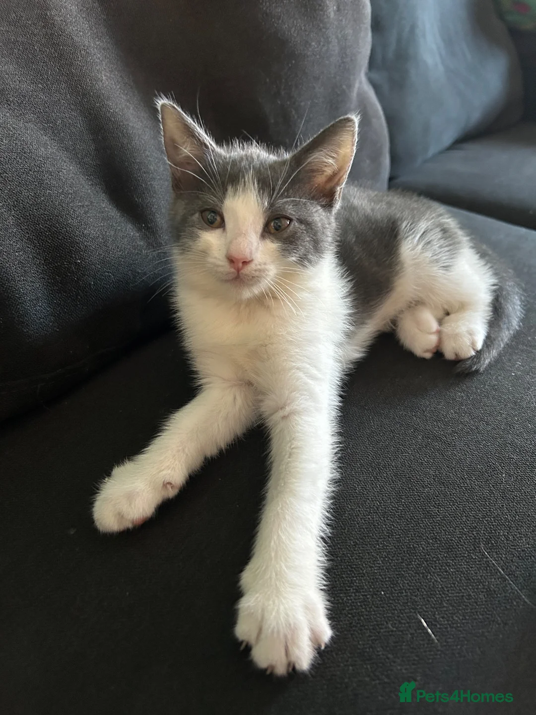 Mixed Breed cats for sale: Luna & Nana – Two Beautiful Female Kittens - Advert 2