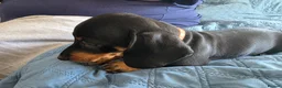 Dachshund dogs for sale: Stunning Standard Smooth hair Dachshund Puppies. - Advert 27