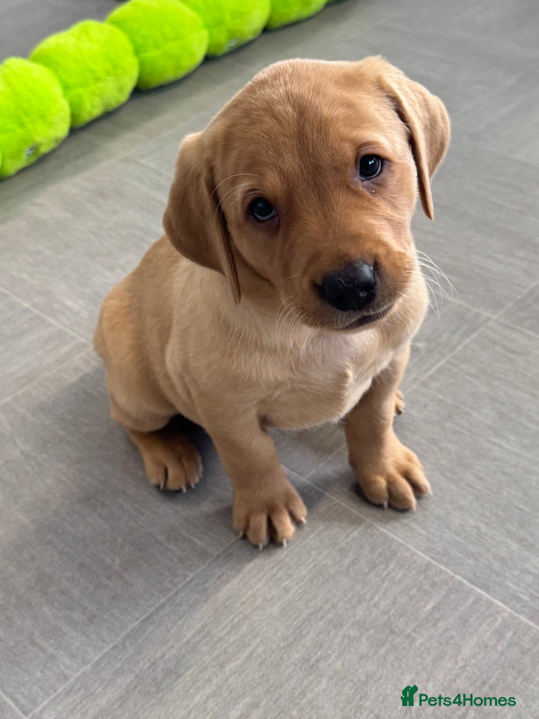 Labrador Retriever dogs for sale: Amazing KC Labradors fully health tested parents  - Advert 14