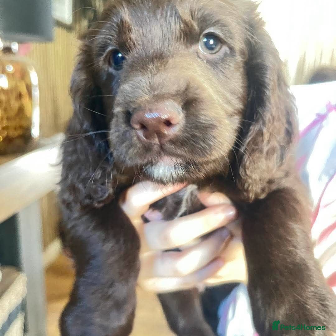 Sprocker dogs Sprocker Puppies ready now  - Advert 10