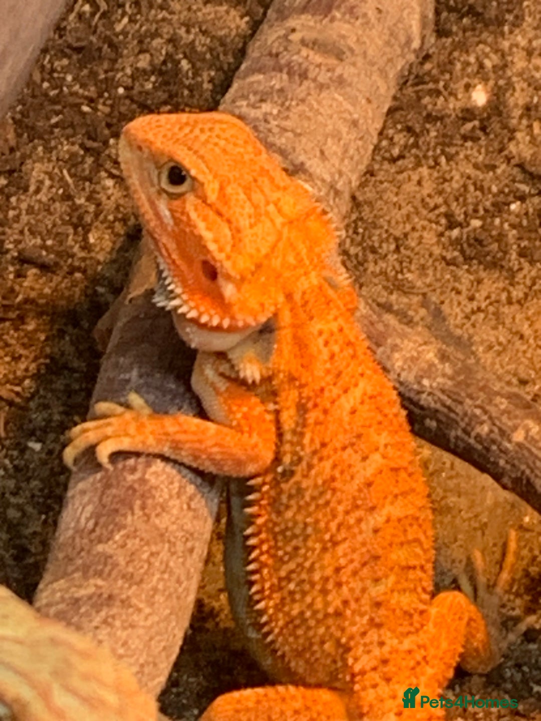 Bearded Dragon reptiles for sale: Bearded dragon babies cb25 - Image 2