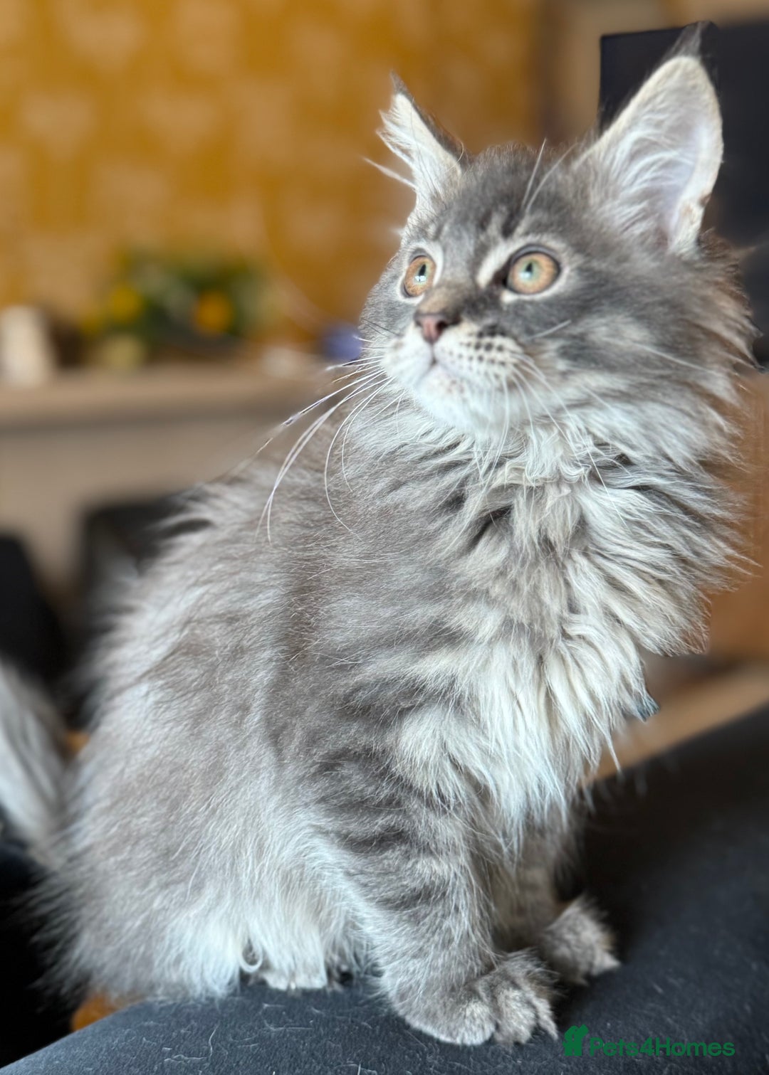 Maine Coon cats for sale: Ready NOW! TICA splendid Maine Coon - Image 5