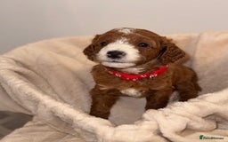 Cavapoochon dogs for sale: Cavapoochon Puppies –Ready Mid-October - Image 6