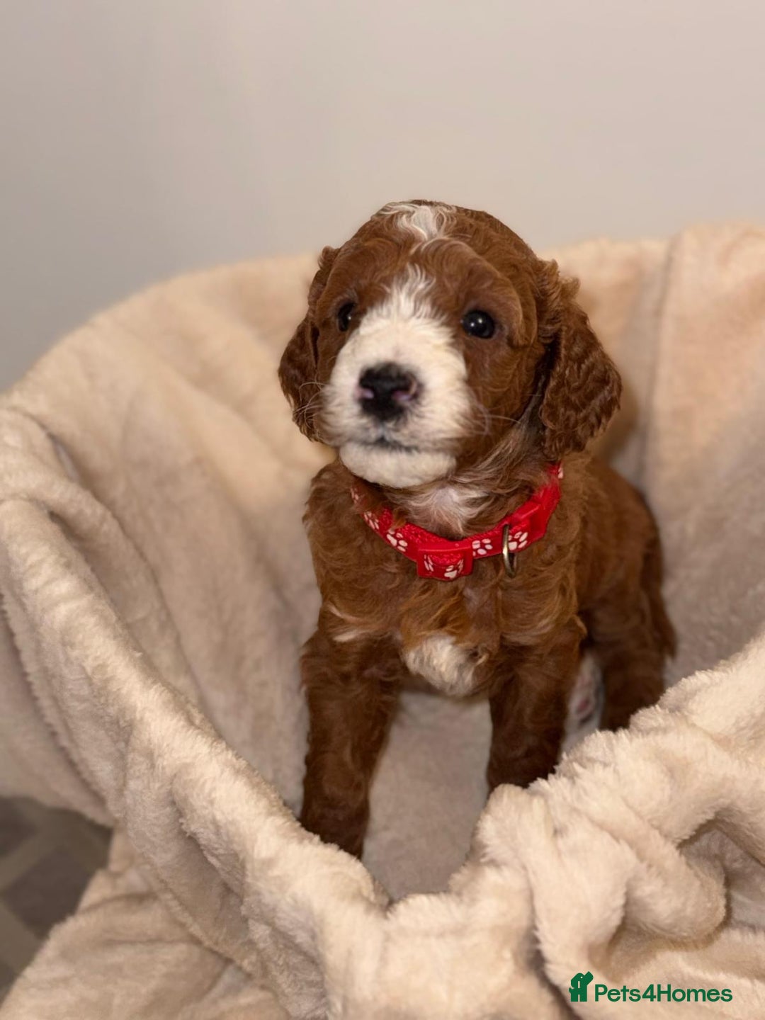 Cavapoochon dogs for sale: Cavapoochon Puppies –Ready Mid-October - Image 6