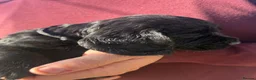 Cocker Spaniel dogs for sale: Stunning KC working cockers exceptional parents - Advert 18