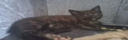 Maine Coon cats for sale: 4 maincoon babies  - Advert 19