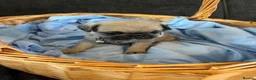Pug dogs for sale: Unique pug puppies in Swanley - Advert 38