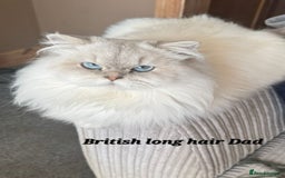 British Shorthair cats for sale: British breed kittens - Image 2