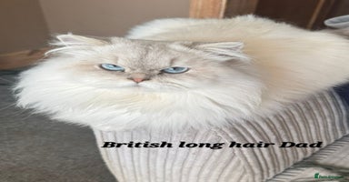 British Shorthair cats - Advert 3