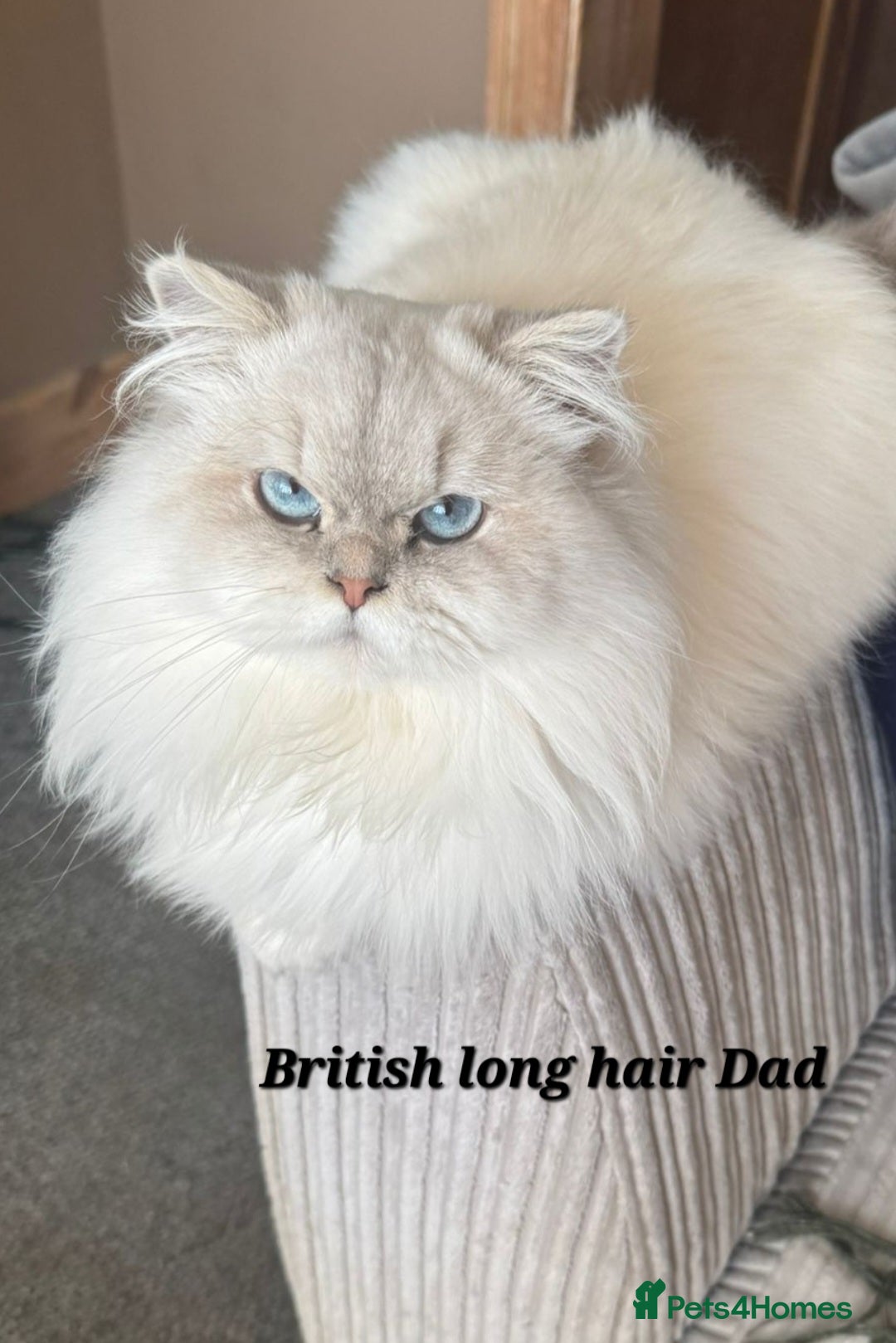 British Shorthair cats for sale: British breed kittens - Image 2